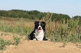 BORDER COLLIE 294